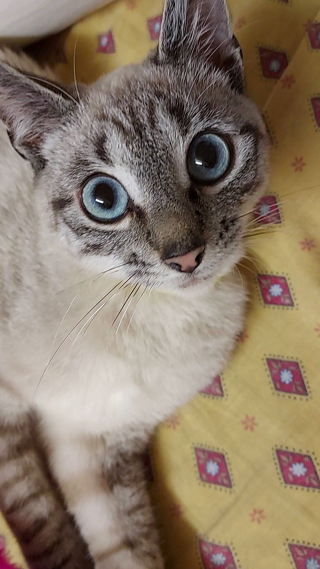 Lucky a rejoint le concours — aidez-le/la à gagner de superbes lots ! carnivore, cat, claw, domestic_short_haired_cat, door, felidae, fur, iris, paw, photo_caption, plant, small_to_medium_sized_cats, snout, terrestrial_animal, whiskers, window