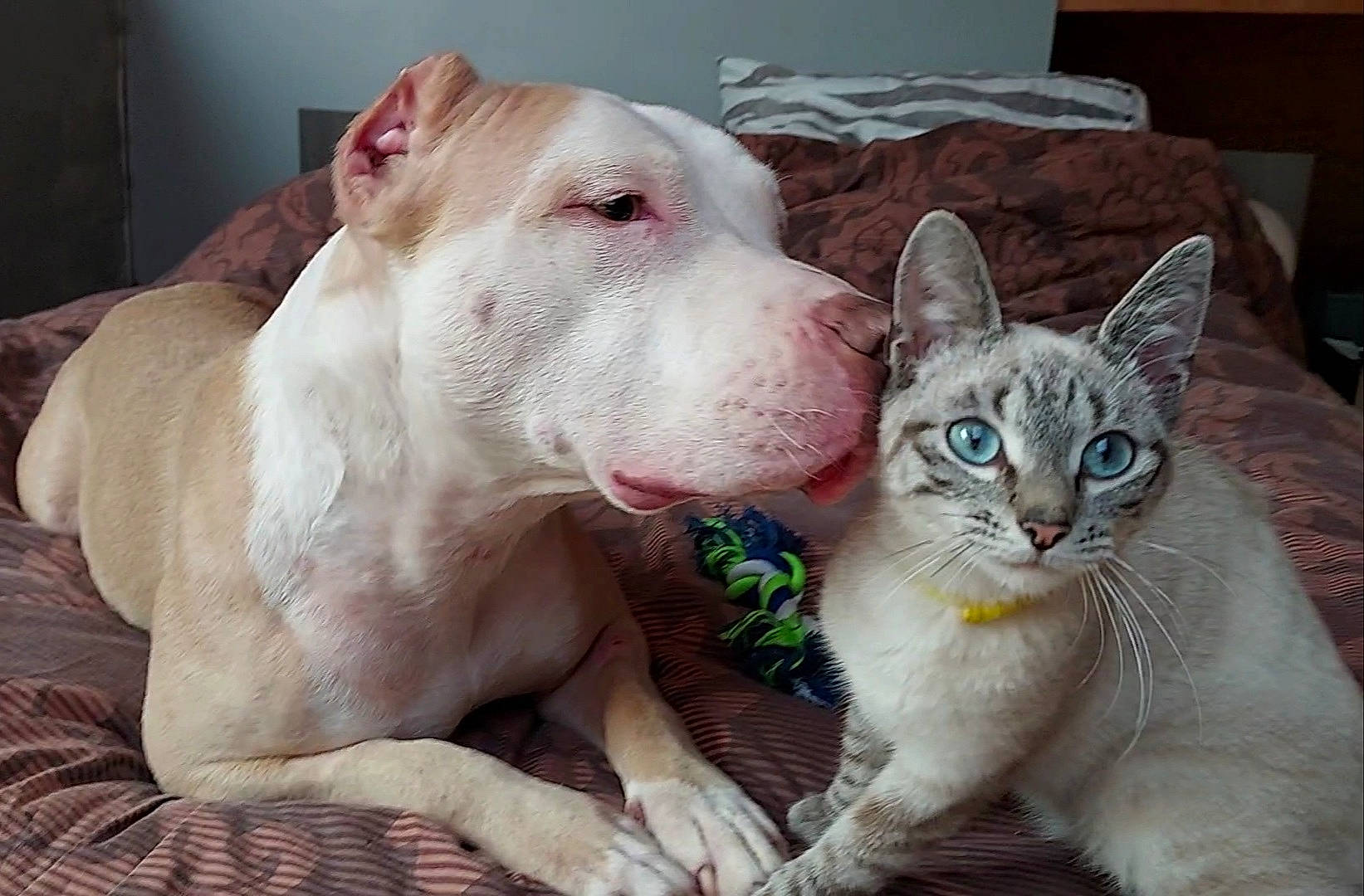 Lucky a rejoint le concours — aidez-le/la à gagner de superbes lots ! canidae, carnivore, cat, collar, comfort, companion_dog, dog, dog_breed, dog_supply, domestic_short_haired_cat, fawn, felidae, fur, paw, small_to_medium_sized_cats, snout, sporting_group, terrestrial_animal, whiskers, working_animal