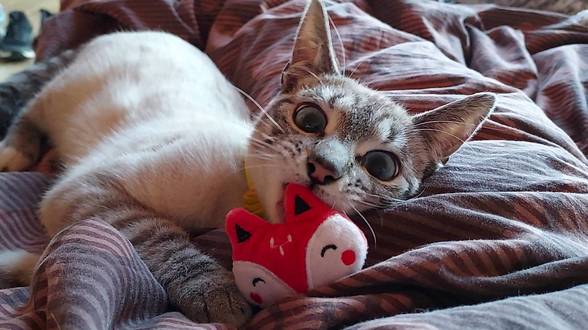 Lucky a rejoint le concours — aidez-le/la à gagner de superbes lots ! carmine, carnivore, cat, cat_bed, cat_supply, claw, comfort, couch, domestic_short_haired_cat, fawn, felidae, fur, linens, paw, small_to_medium_sized_cats, stuffed_toy, tail, textile, toy, whiskers