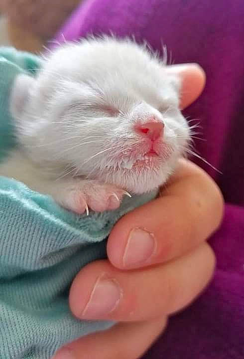 Lucky a rejoint le concours — aidez-le/la à gagner de superbes lots ! carnivore, cat, claw, comfort, ear, eye, fawn, felidae, finger, flesh, foot, fur, gesture, head, nail, small_to_medium_sized_cats, snout, terrestrial_animal, thumb, whiskers