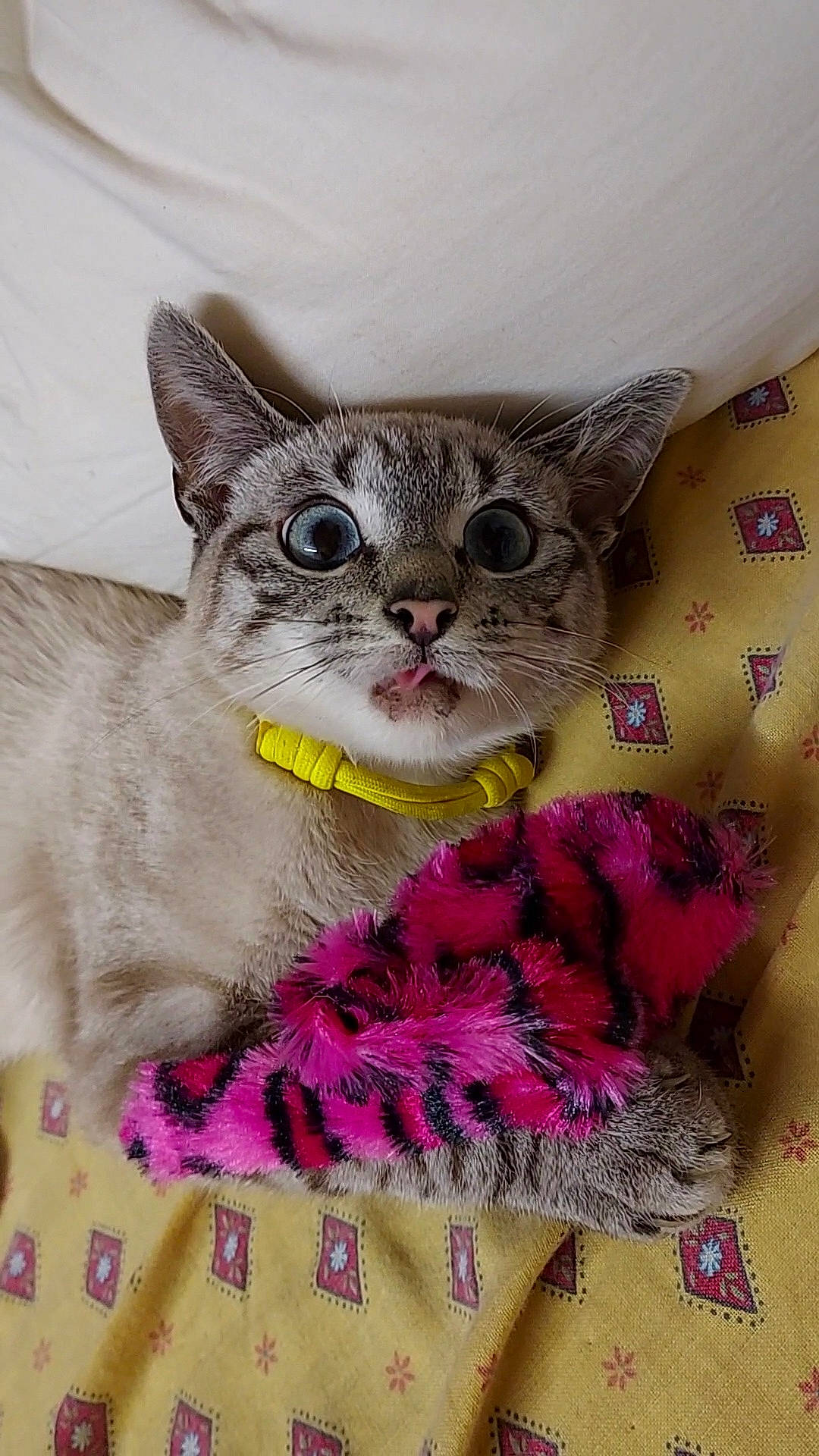 Lucky participe au concours pour gagner de l'argent avec cette photo : carnivore, cat, cat_supply, comfort, creative_arts, domestic_short_haired_cat, drinkware, fashion_accessory, felidae, fur, grey, magenta, pattern, paw, photo_caption, pink, sleeve, small_to_medium_sized_cats, terrestrial_animal, whiskers