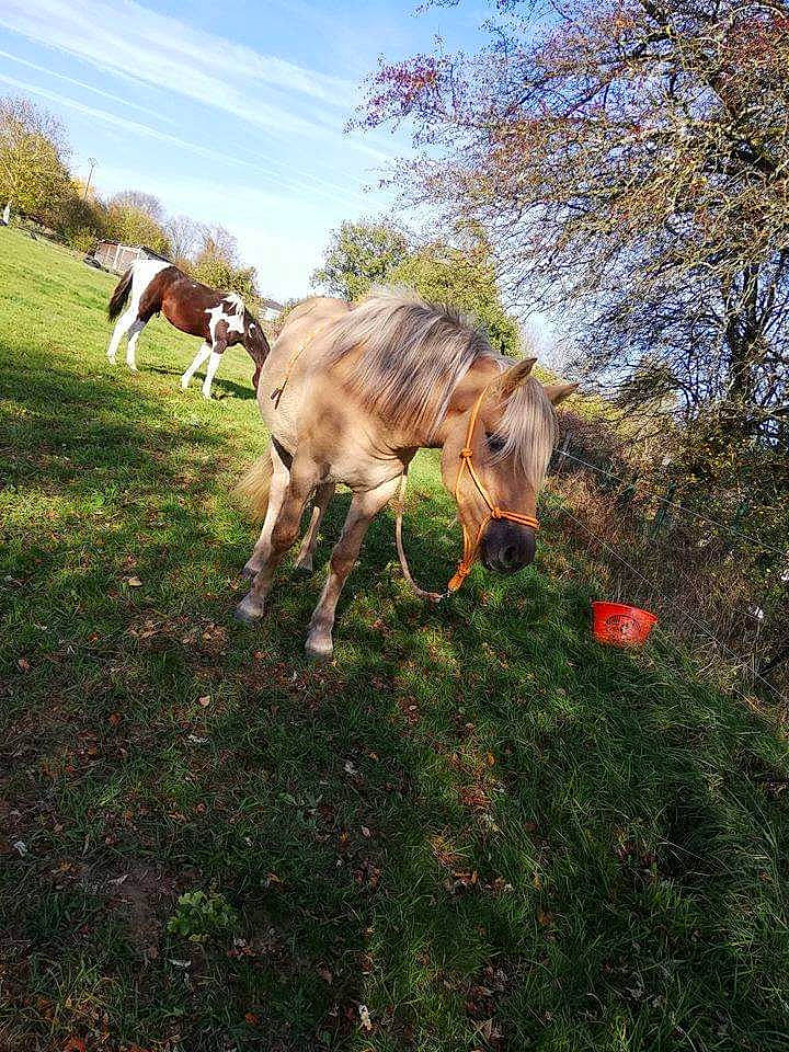 Stitch participe au concours pour gagner de l'argent avec cette photo : bovine, cloud, fawn, foal, grass, grazing, horse, livestock, mare, meadow, mountain, pasture, photography, plant, rural_area, sky, spring, tree, wilderness, wildlife