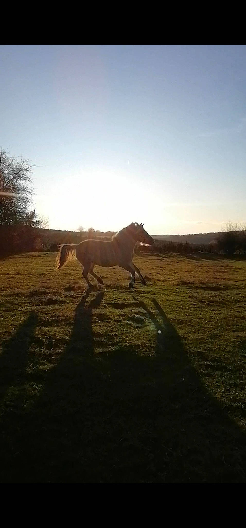 Stitch participe au concours pour gagner de l'argent avec cette photo : cloud, ecoregion, evening, grassland, horizon, horse, landscape, light, morning, mustang_horse, natural_environment, pasture, photography, plain, prairie, rural_area, sky, stallion, steppe, sunlight