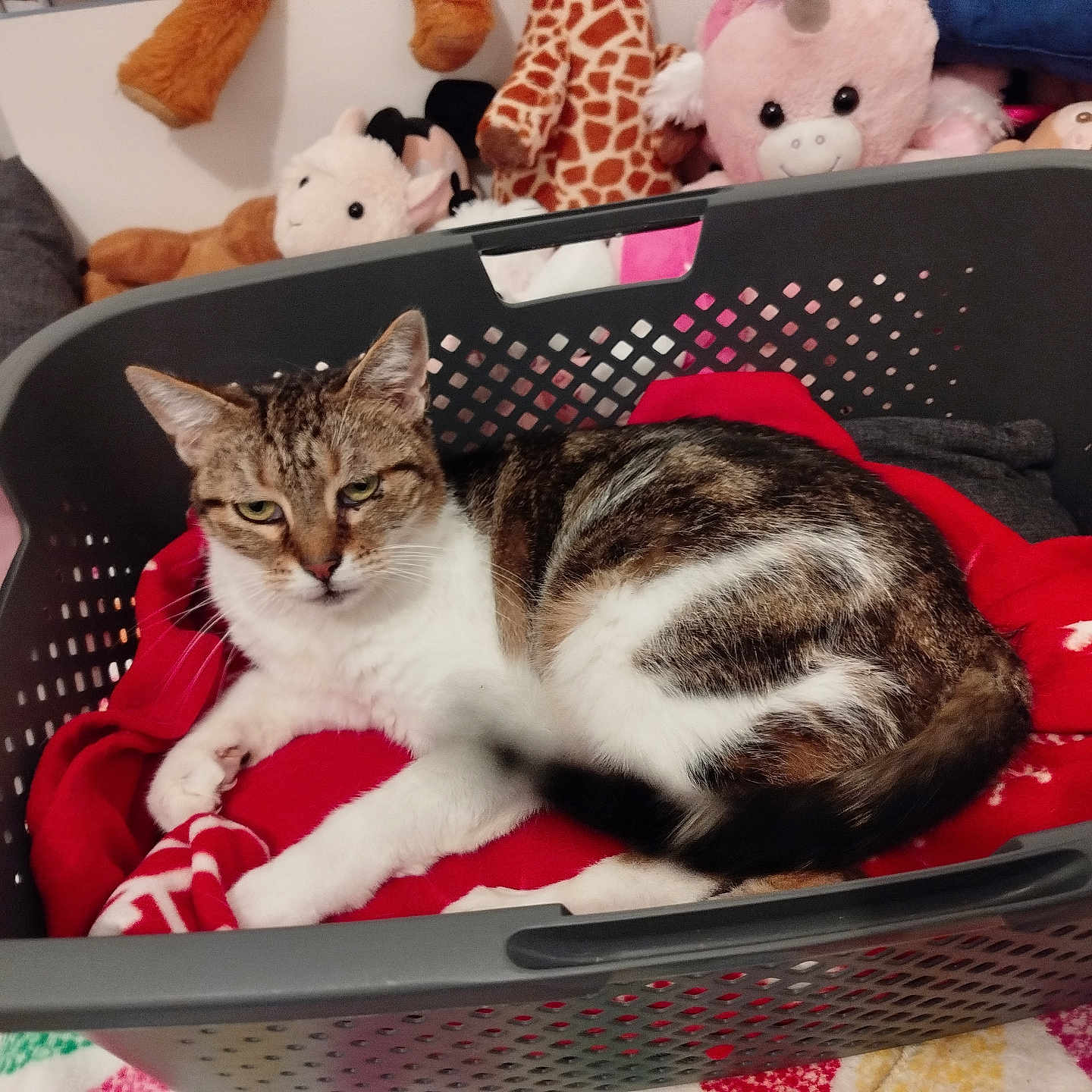 Parisse a rejoint le concours — aidez-le/la à gagner de superbes lots ! abyssinian, animal, baby, basket, bed, cat, couch, crib, furniture, homedecor, infantbed, kitten, laundry, linen, manx, person, pet, siamese, sleeping, toy