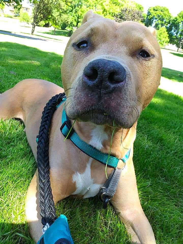 Clyde joined the competition — help win amazing prizes! blue, canidae, carnivore, collar, companion_dog, dog, dog_breed, dog_collar, dog_supply, electric_blue, fawn, grass, green, pet_supply, plant, snout, sporting_group, tree, whiskers, working_animal