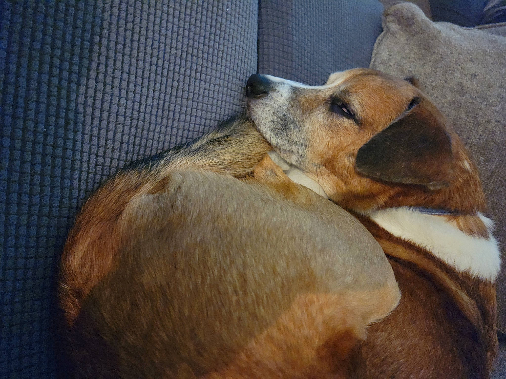 Jax is registered to the contest to win money with this photo: canidae, carnivore, comfort, companion_dog, dog, dog_breed, fawn, fur, nap, paw, snout, sporting_group, terrestrial_animal, whiskers, wildlife, working_animal