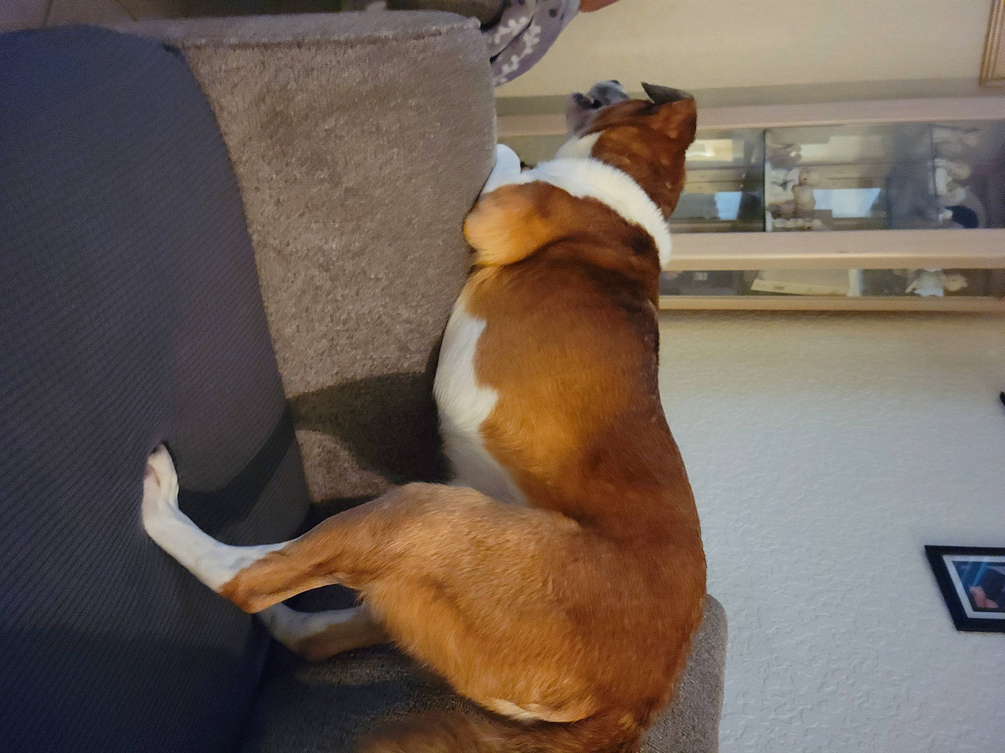 Jax joined the competition — help win amazing prizes! basenji, canidae, carnivore, comfort, companion_dog, couch, dog, dog_breed, fawn, flooring, hardwood, liver, non_sporting_group, paw, pet_supply, picture_frame, snout, sporting_group, tail, working_animal