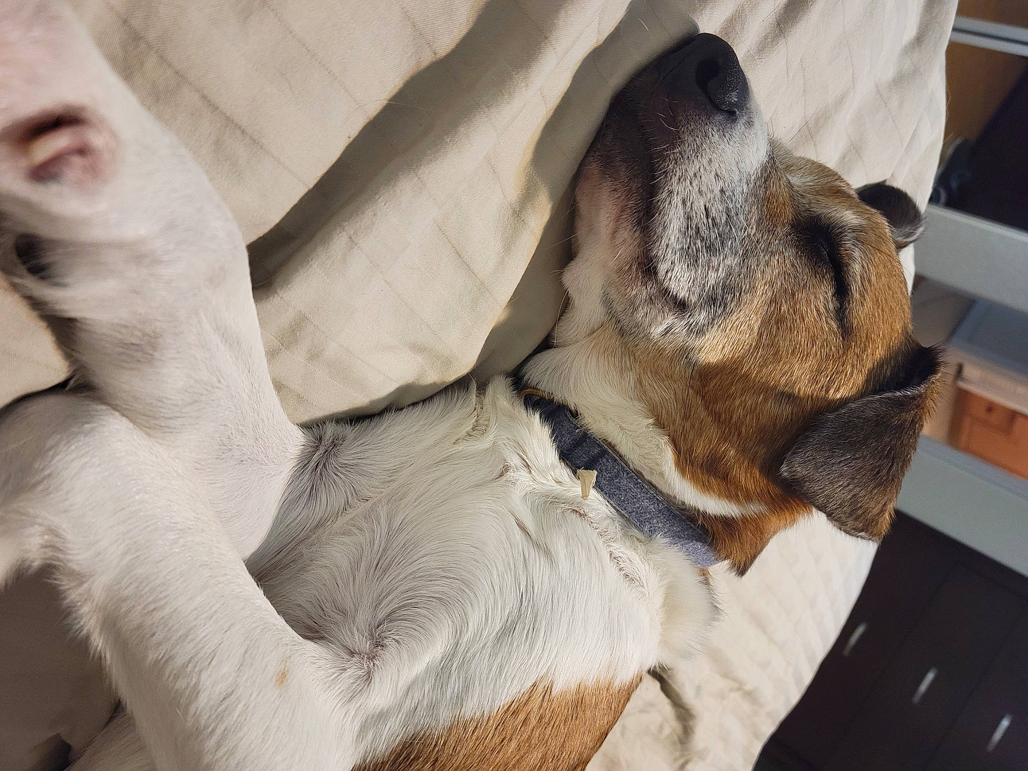 Jax joined the competition — help win amazing prizes! canidae, carnivore, claw, comfort, companion_dog, dog, dog_breed, fawn, flooring, fur, gesture, guard_dog, linens, nap, paw, snout, sporting_group, whiskers, working_animal, wrinkle