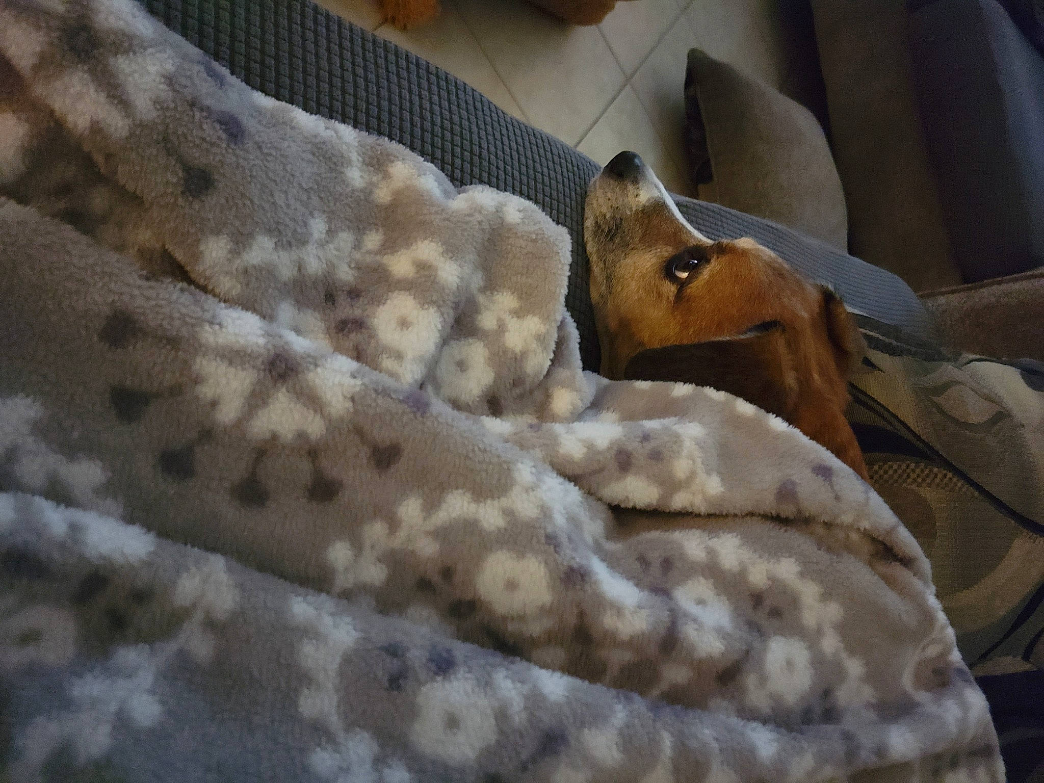 Jax joined the competition — help win amazing prizes! bed_sheet, bedding, blanket, comfort, duvet, fawn, felidae, fur, hide, linens, military_camouflage, pattern, sleeve, terrestrial_animal, wood