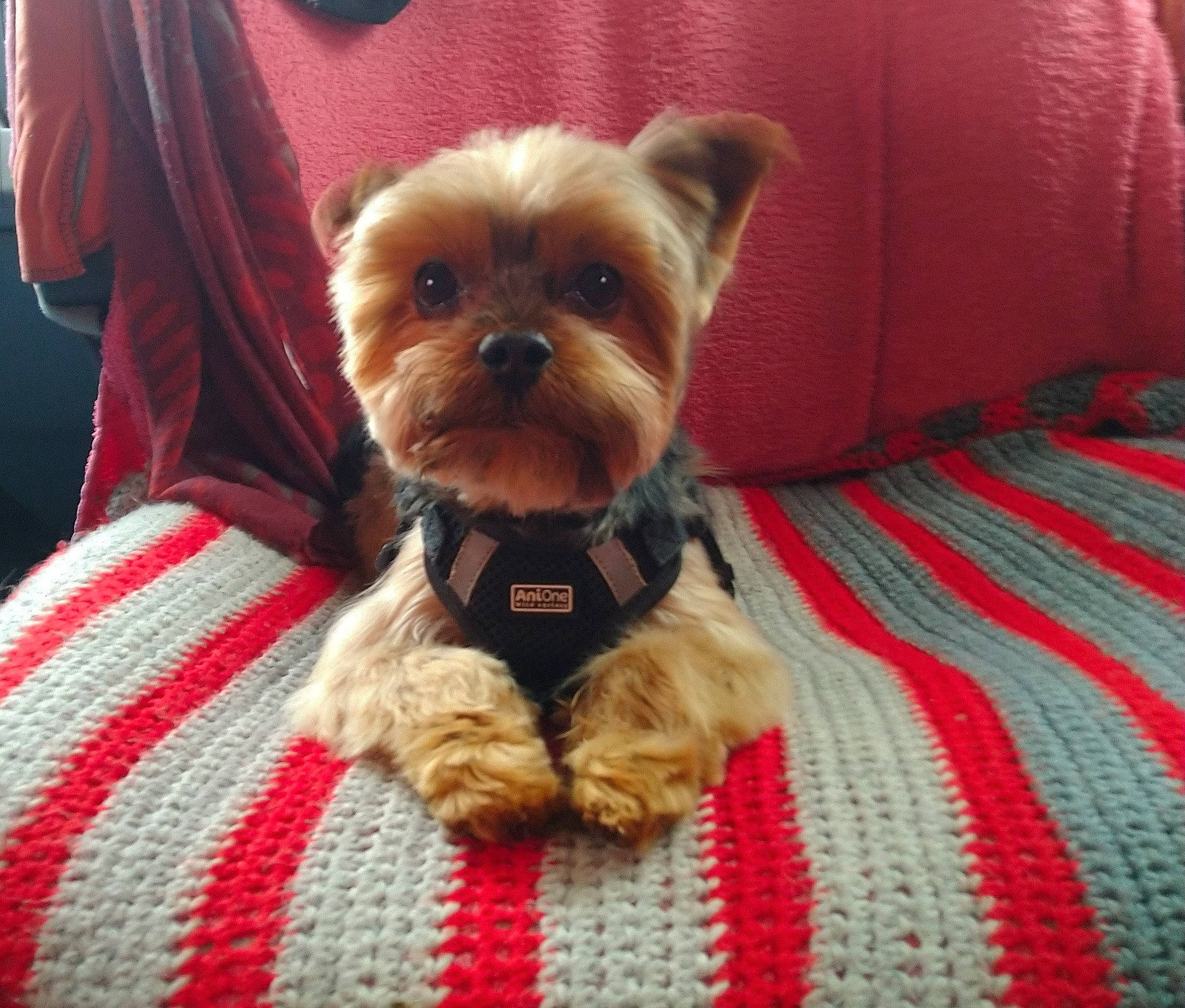 Jumpy a rejoint le concours — aidez-le/la à gagner de superbes lots ! canidae, carnivore, comfort, companion_dog, dog, dog_breed, dog_clothes, dog_supply, fashion_accessory, fawn, fur, liver, maltepoo, pet_supply, shih_tzu, small_terrier, snout, sporting_group, toy_dog, working_animal