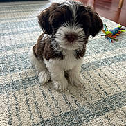 Teddy is registered to the contest to win money with this photo: puppy, dog, indoor, carpet, toy, brown, white, fluffy, pet, cute, small, sitting, floor, home, animal, young, fur, adorable, cozy, playful
