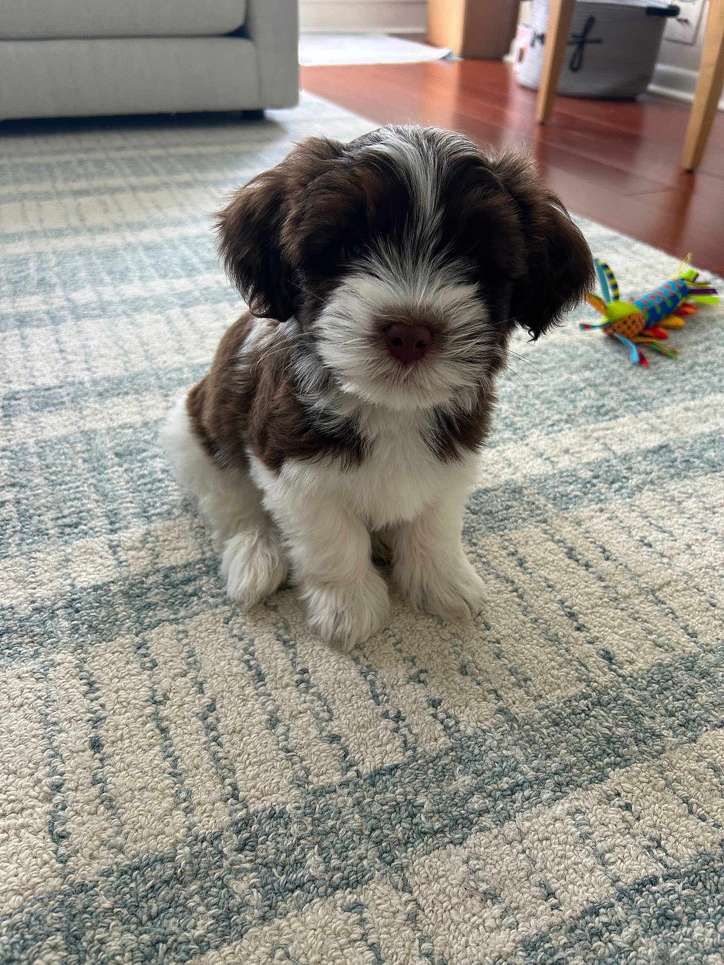 Teddy is registered to the contest to win money with this photo: puppy, dog, indoor, carpet, toy, brown, white, fluffy, pet, cute, small, sitting, floor, home, animal, young, fur, adorable, cozy, playful