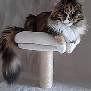 Princesse participe au concours pour gagner de l'argent avec cette photo : cat, fluffy, long_hair, tail, cat_tree, perch, indoor, resting, sleeping, pet, feline, whiskers, ears, paw, cozy, comfortable, animal, domestic, mammal, relaxed