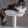 cat, fluffy, long_hair, tail, cat_tree, perch, indoor, resting, sleeping, pet, feline, whiskers, ears, paw, cozy, comfortable, animal, domestic, mammal, relaxed