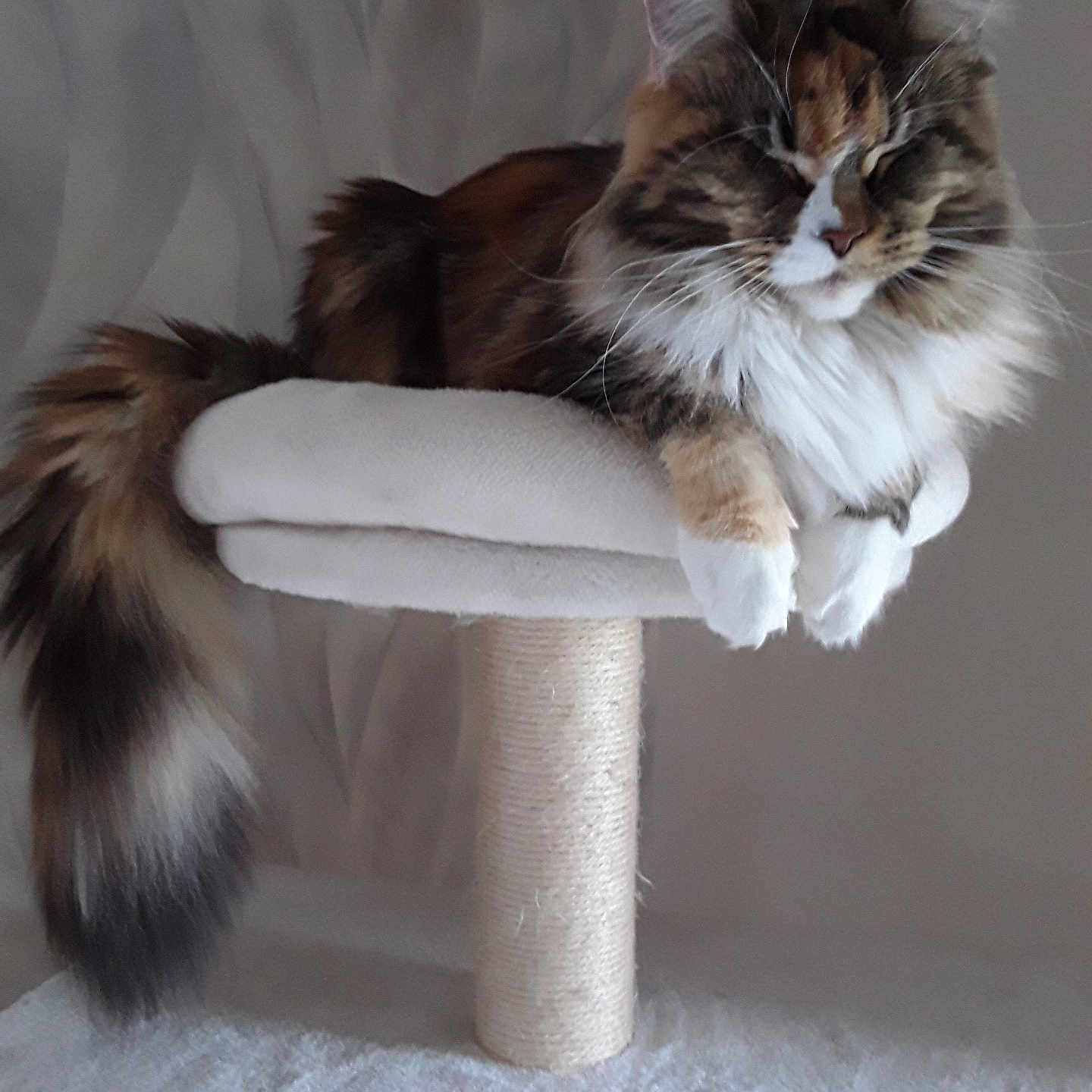 Princesse participe au concours pour gagner de l'argent avec cette photo : cat, fluffy, long_hair, tail, cat_tree, perch, indoor, resting, sleeping, pet, feline, whiskers, ears, paw, cozy, comfortable, animal, domestic, mammal, relaxed
