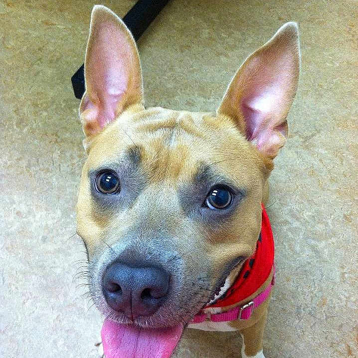 Honey is registered to the contest to win money with this photo: