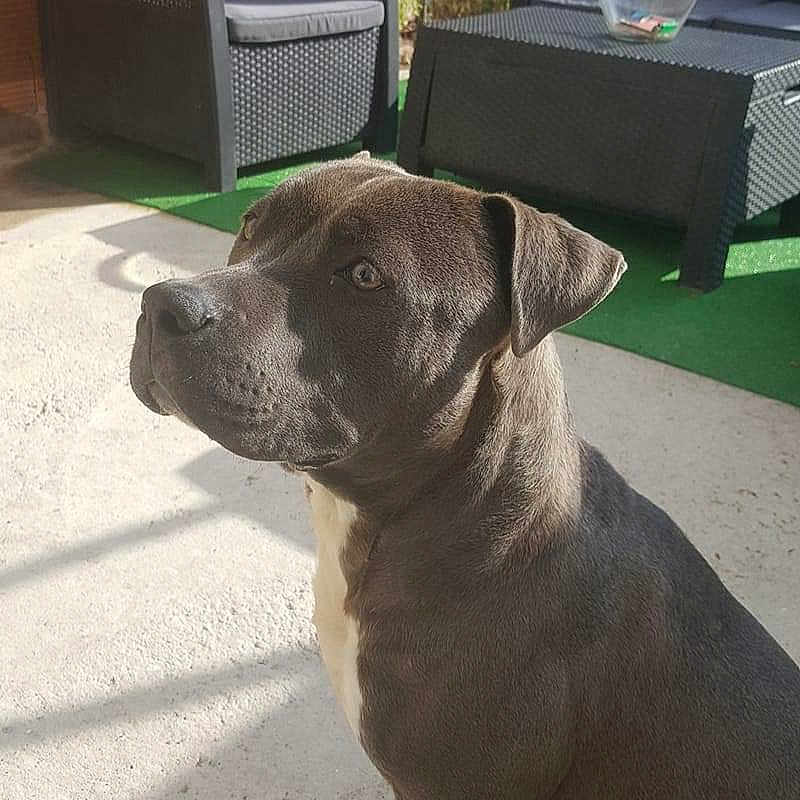 Oseille a rejoint le concours — aidez-le/la à gagner de superbes lots ! animal, attentive, brick_wall, canine, chair, daylight, dog, domestic_animal, furniture, gray_dog, green_carpet, outdoor, patio, pet, shadow, sitting, sunlight, table, white_paws, wicker