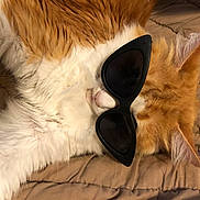 Leo joined the competition — help win amazing prizes! canidae, carnivore, cat, claw, comfort, companion_dog, dog_breed, ear, eyewear, fang, fawn, felidae, fur, nap, paw, sleep, small_to_medium_sized_cats, snout, tail, whiskers