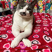 Lola is registered to the contest to win money with this photo: animal_portrait, blanket, cat, closeup, cozy, crossed_paws, cute, domestic_animal, feline, floral_curtain, fur, gray_and_white, green_eyes, heart_pattern, home, indoor, pet, relaxed, resting, whiskers