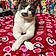 Lola