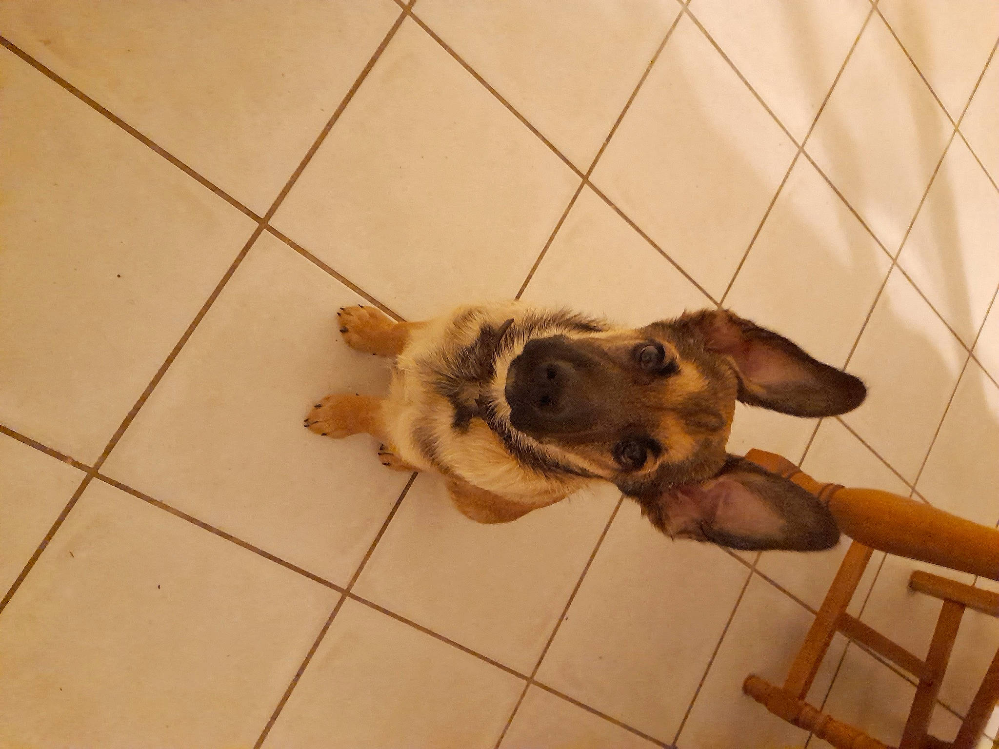 Tytan participe au concours pour gagner de l'argent avec cette photo : canidae, carnivore, companion_dog, dog, dog_breed, fawn, felidae, floor, flooring, fur, hardwood, liver, paw, snout, sporting_group, street_dog, tail, tile_flooring, wood, working_animal