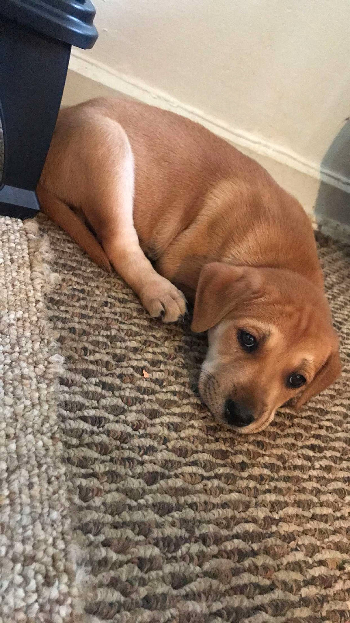 Charlie is registered to the contest to win money with this photo: beagador, black_mouth_cur, broholmer, canidae, carnivore, companion_dog, dog, dog_breed, fawn, floor, flooring, labrador_retriever, mammal, portuguese_pointer, puppy, rhodesian_ridgeback, snout, sporting_group, vertebrate