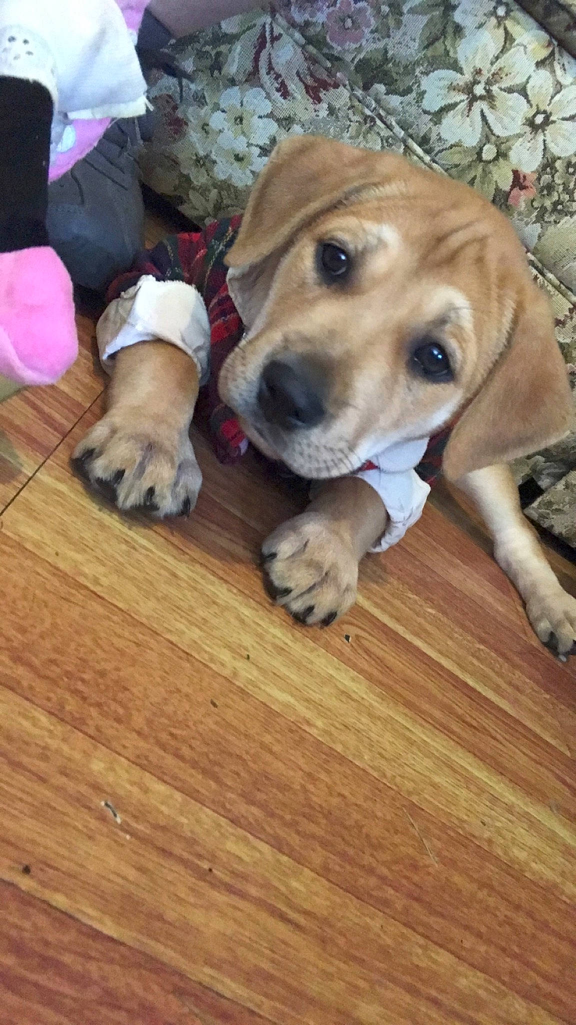 Charlie joined the competition — help win amazing prizes! beagador, black_mouth_cur, canidae, carnivore, companion_dog, coonhound, dog, dog_breed, fawn, hound, mammal, mountain_cur, puppy, puppy_love, rare_breed_dog, scent_hound, snout, vertebrate