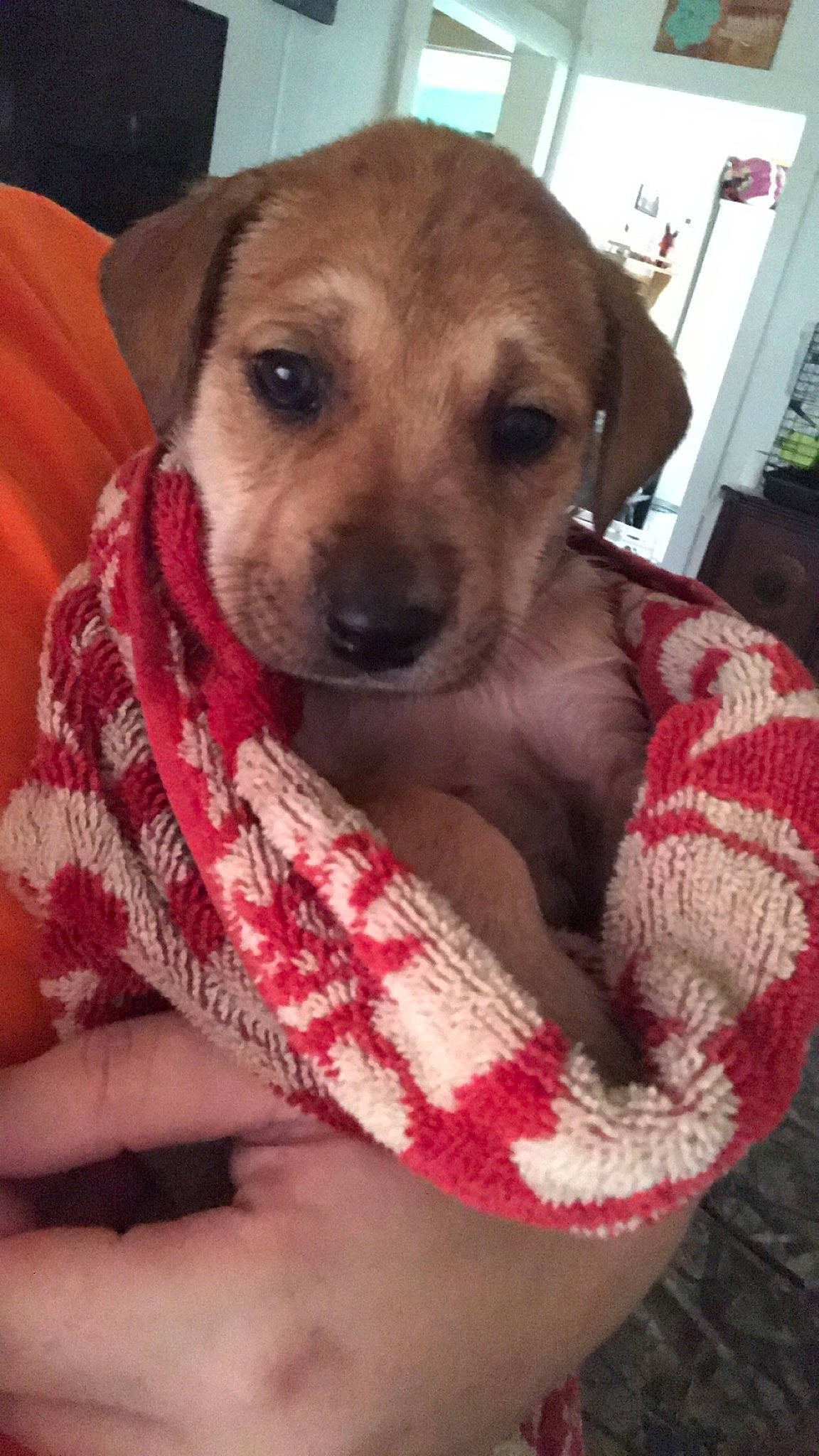 Charlie is registered to the contest to win money with this photo: black_mouth_cur, canidae, carnivore, companion_dog, dog, dog_breed, fawn, mammal, mountain_cur, potcake_dog, puppy, snout, street_dog, vertebrate