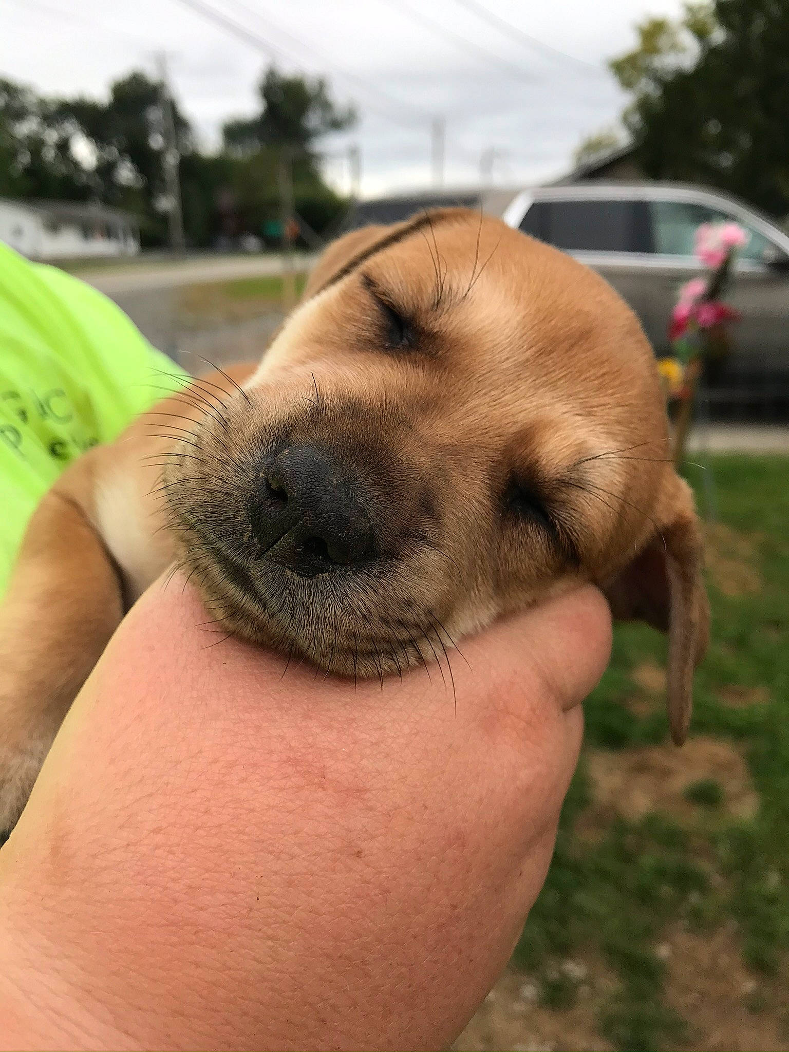 Charlie joined the competition — help win amazing prizes! black_mouth_cur, canidae, carnivore, companion_dog, dog, dog_breed, fawn, mammal, puppy, snout, sporting_group, street_dog