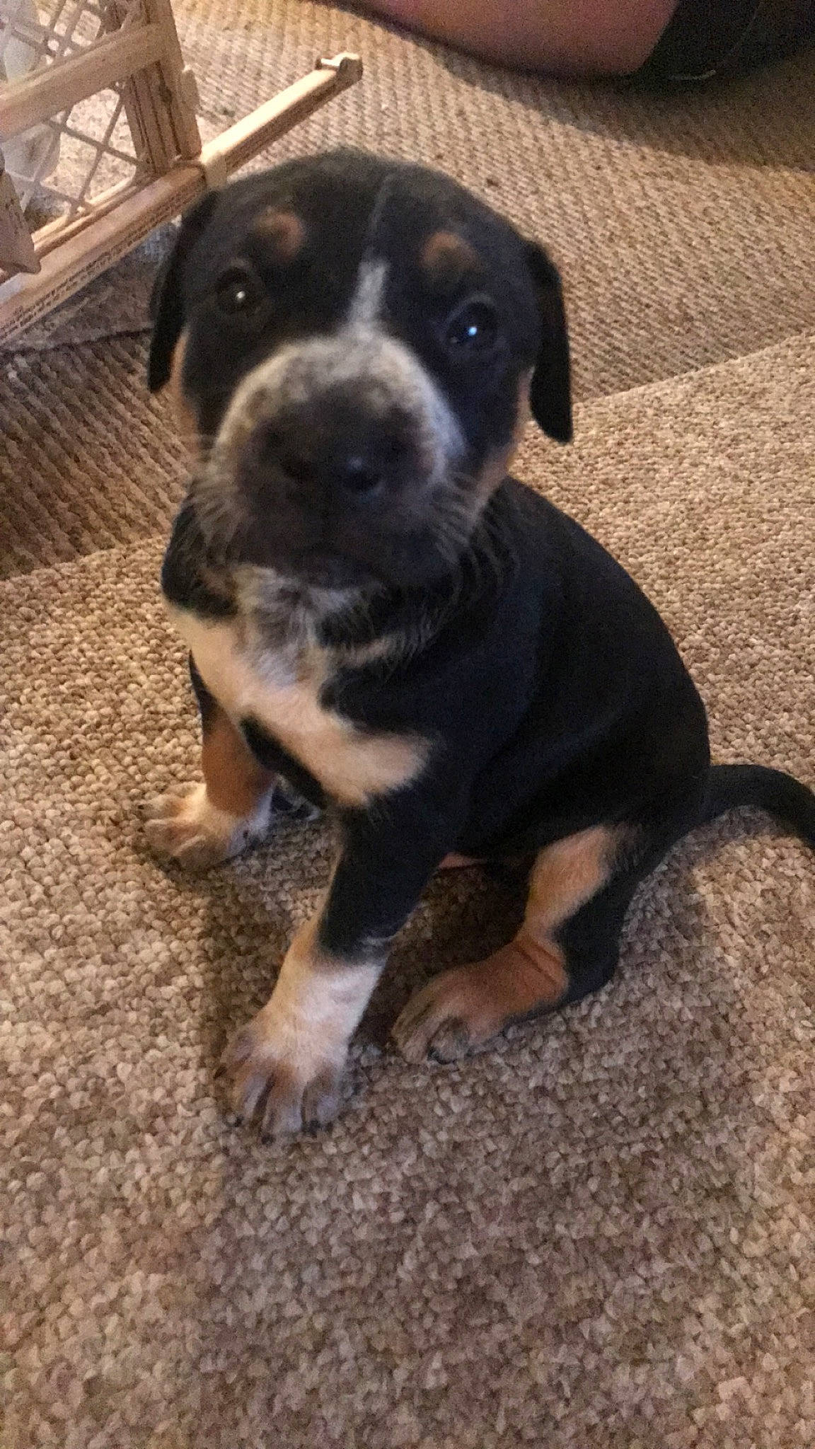 Bruno is registered to the contest to win money with this photo: american_pit_bull_terrier, beagador, canidae, carnivore, dog, dog_breed, fawn, labrador_retriever, mammal, mountain_cur, puppy, rare_breed_dog, sporting_group, vertebrate