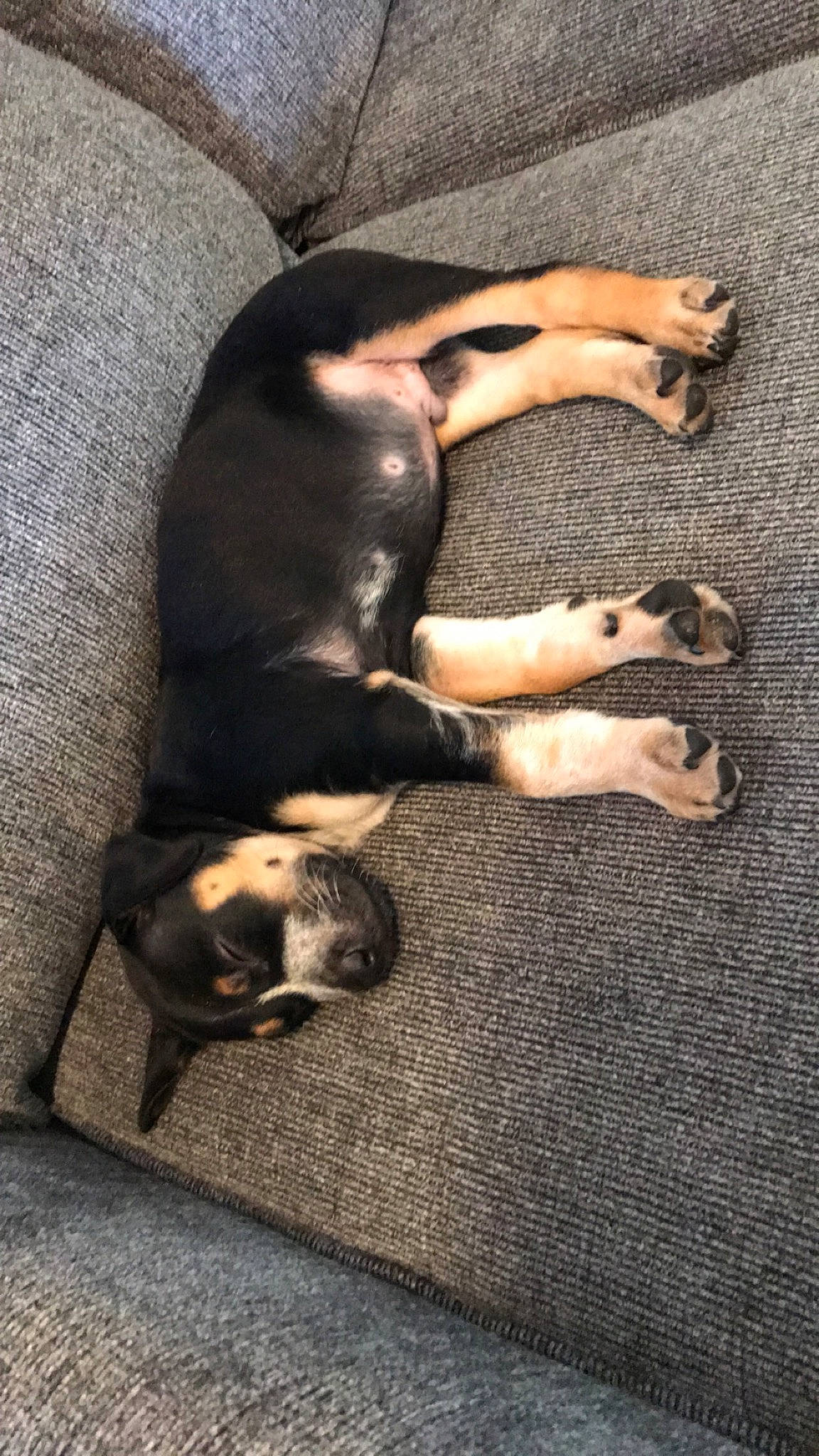 Bruno joined the competition — help win amazing prizes! canidae, carnivore, companion_dog, dog, dog_breed, fawn, paw, puppy, rottweiler, snout, street_dog