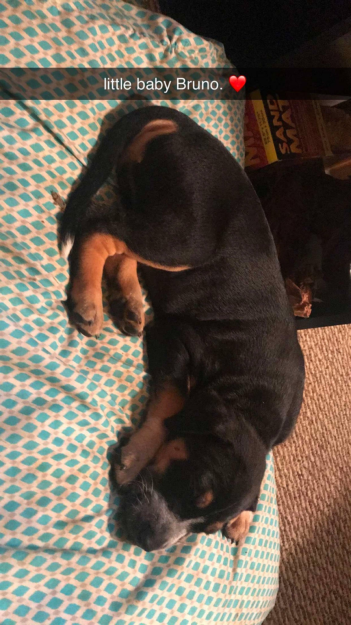 Bruno joined the competition — help win amazing prizes! canidae, carnivore, companion_dog, dog, dog_breed, fawn, guard_dog, liver, mammal, puppy, rottweiler, snout, sporting_group, vertebrate