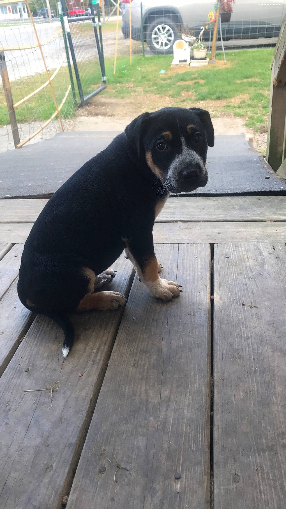 Bruno joined the competition — help win amazing prizes! boxer, cane_corso, canidae, carnivore, companion_dog, dog, dog_breed, fawn, hunting_dog, labrador_retriever, mammal, puppy, rottweiler, sporting_group, tail, vertebrate