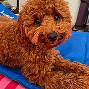 Leo is registered to the contest to win money with this photo: dog, curly_fur, brown_dog, pet, indoor, mat, bed, striped_bedspread, furniture, cozy, cute, animal, canine, companion, relaxed, looking_at_camera, soft_fur, domestic, household, portrait