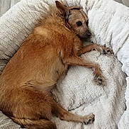 Missy participe au concours pour gagner de l'argent avec cette photo : animal, bed, brown_dog, canine, comfort, cozy, cute, dog, ears, fluffy_bed, fur, home, indoor, lying_down, paw, pet, relaxed, resting, sleeping, wooden_floor