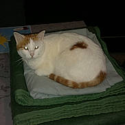 Minette a rejoint le concours — aidez-le/la à gagner de superbes lots ! animal, blanket, cat, comfort, decor, domestic, ears, feline, folded_blanket, fur, indoor, orange_cat, pet, placemat, resting, sleeping, table, tail, whiskers, white_cat