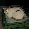 animal, blanket, cat, comfort, decor, domestic, ears, feline, folded_blanket, fur, indoor, orange_cat, pet, placemat, resting, sleeping, table, tail, whiskers, white_cat