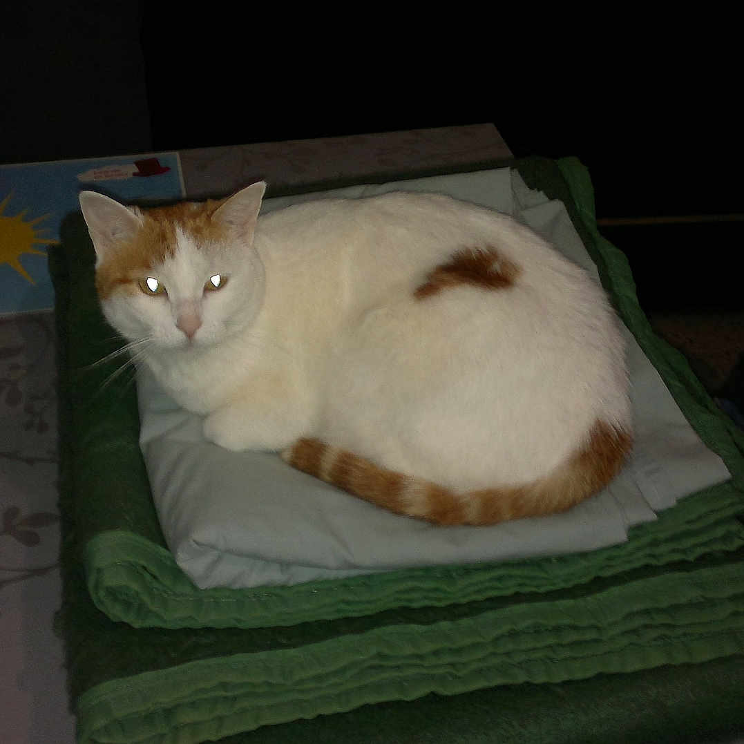 Minette