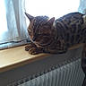 cat, tabby, windowsill, curtains, radiator, newspaper, indoor, resting, feline, pet, striped, sleeping, sunlight, wood, window, relaxed, domestic_animal, cozy, quiet, home