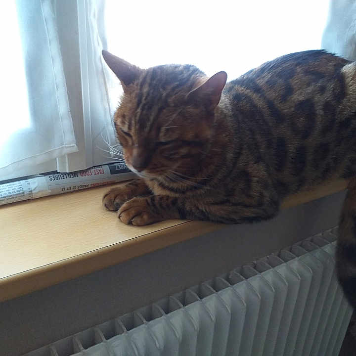 Simba