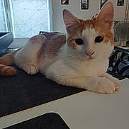 Loki a rejoint le concours — aidez-le/la à gagner de superbes lots ! animal, cat, curious, desk, fan, feline, framed_photos, fur, home, indoor, large_eyes, lying_down, orange_cat, paws, pet, pointed_ears, relaxed, table, whiskers, white_cat