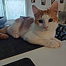 animal, cat, curious, desk, fan, feline, framed_photos, fur, home, indoor, large_eyes, lying_down, orange_cat, paws, pet, pointed_ears, relaxed, table, whiskers, white_cat