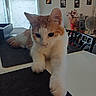 Loki a rejoint le concours — aidez-le/la à gagner de superbes lots ! animal, cat, chair, ears, eyes, fan, feline, flowers, home, indoors, kitten, leaning, orange_and_white, paw, pet, portrait, sitting, table, whiskers, window