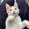 kitten, cat, orange_and_white, pet, whiskers, paw, fur, lap, black_pants, cute, curious, animal, pet_animal, young_cat, indoor, looking_up, close_up, feline, small_animal, domestic_cat