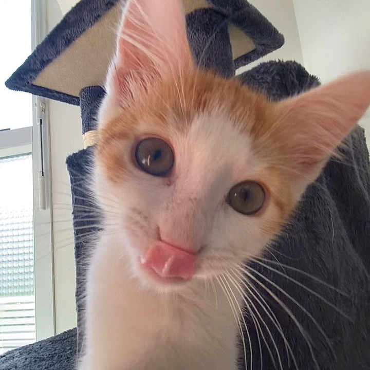 Loki participe au concours pour gagner de l'argent avec cette photo : kitten, cat, orange_and_white, tongue_out, cat_tree, indoor, pet, curious, young_cat, feline, whiskers, ears, window, daylight, cute, playful, animal, fur, close_up, domestic_cat