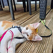 Loki a rejoint le concours — aidez-le/la à gagner de superbes lots ! cat, orange_and_white, kitten, harness, leash, wooden_deck, outdoor, curious, pet, animal, whiskers, ears, paws, table, chair_legs, flooring, relaxed, looking_up, domestic_cat, playful