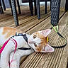 cat, orange_and_white, kitten, harness, leash, wooden_deck, outdoor, curious, pet, animal, whiskers, ears, paws, table, chair_legs, flooring, relaxed, looking_up, domestic_cat, playful