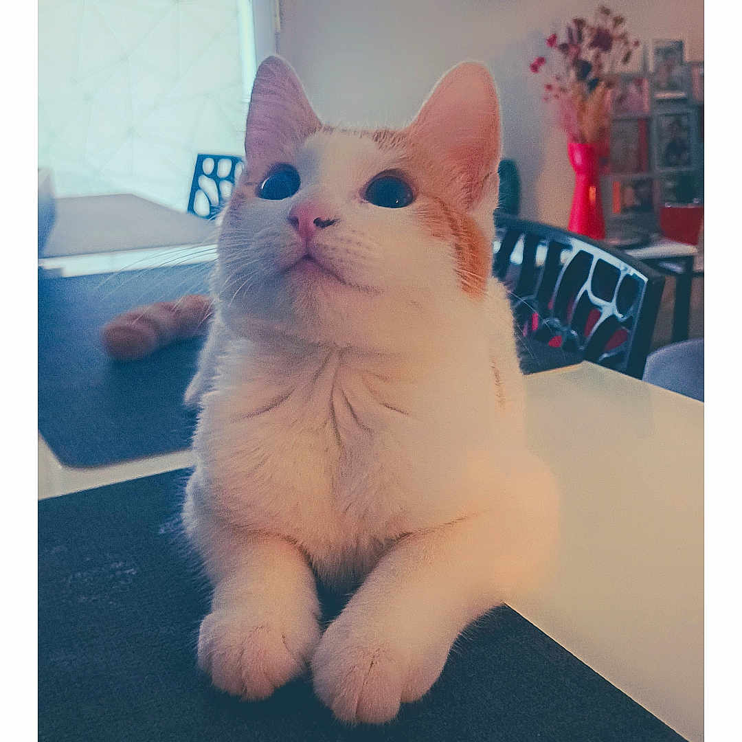 Loki