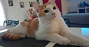 Loki participe au concours pour gagner de l'argent avec cette photo : cat, couch, ears, eyes, feline, flowers, framed_photos, furniture, home_decor, indoors, living_room, lying_down, orange_cat, paws, pet, relaxed, table, television, whiskers, white_cat