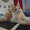 cat, couch, ears, eyes, feline, flowers, framed_photos, furniture, home_decor, indoors, living_room, lying_down, orange_cat, paws, pet, relaxed, table, television, whiskers, white_cat